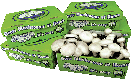 mushroom kit vegetables